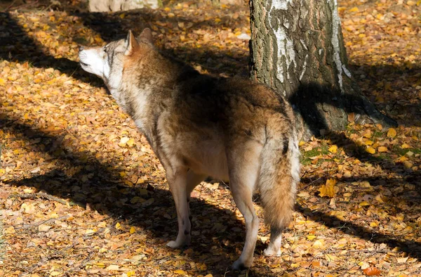 Scenic View Wild Wolf Nature — Stock Photo, Image