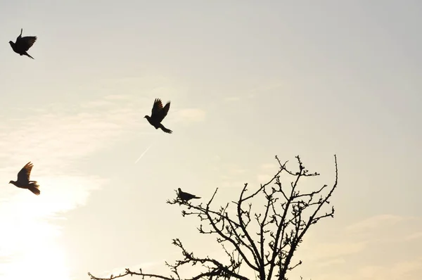 Zicht Prachtige Vogel Natuur — Stockfoto