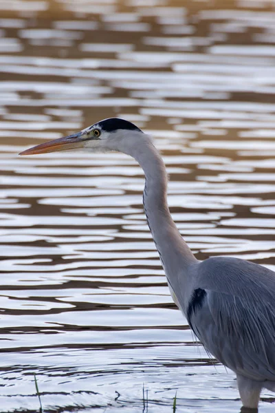 Garza Río — Foto de Stock