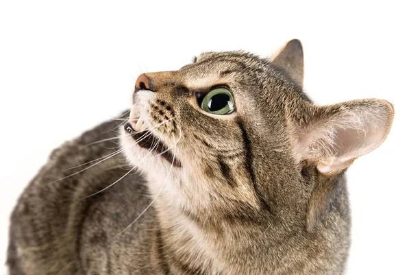 Brincalhão Engraçado Gato Animal Animal Estimação Conceito — Fotografia de Stock