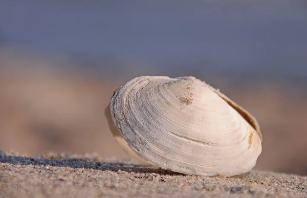 Shell Pláži — Stock fotografie