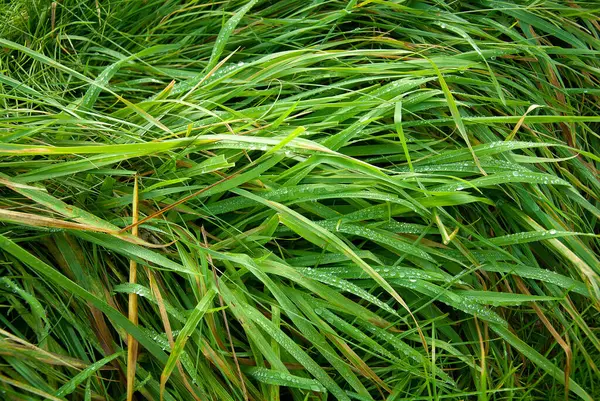 Grass Flora Plant Nature — Stock Photo, Image