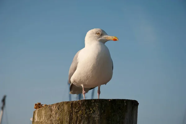 Meeuw Het Spel Voor Blauwe Lucht — Stockfoto