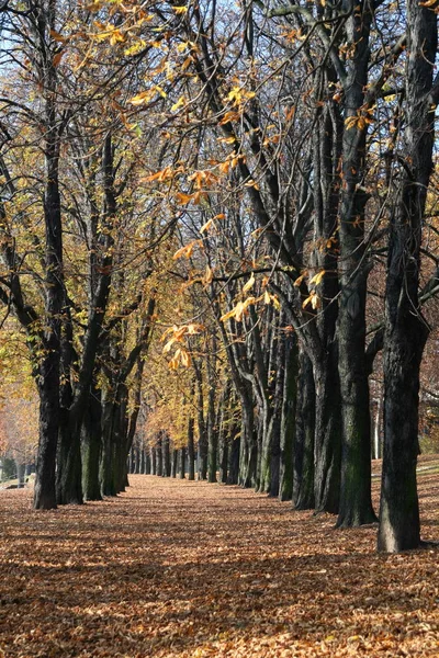 Bulvarın Manzarası Seçici Odak — Stok fotoğraf