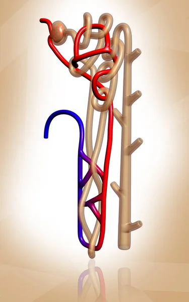 単離された背景におけるネフロンのデジタルイラスト — ストック写真