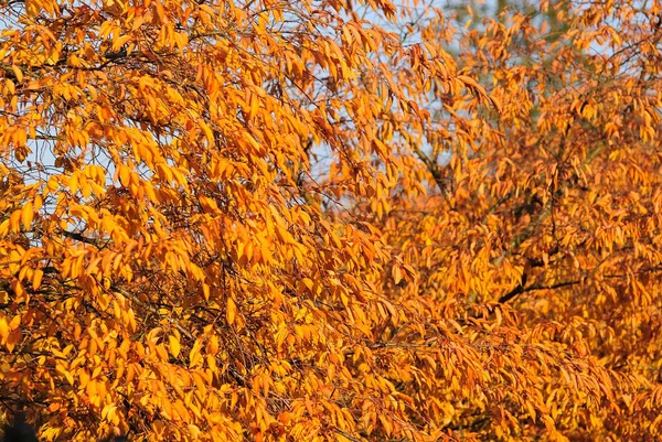 Herbstliche Atmosphäre Selektiver Fokus — Stockfoto
