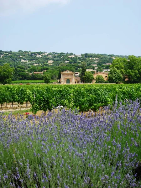 Doften Lavendel — Stockfoto