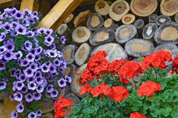 Blommor Trädgården — Stockfoto