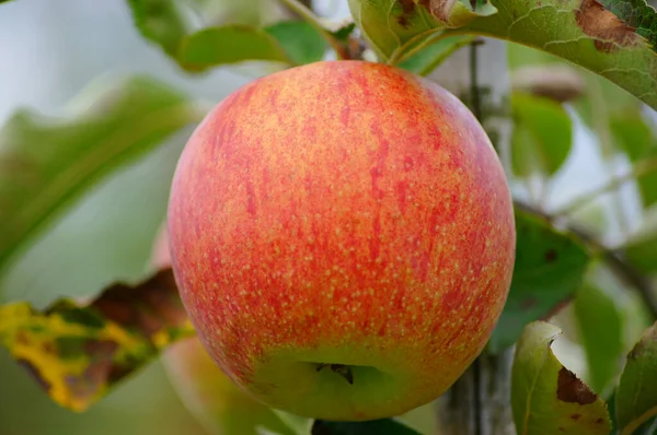 Ukokt Vegetarmat Selektivt Fokus – stockfoto