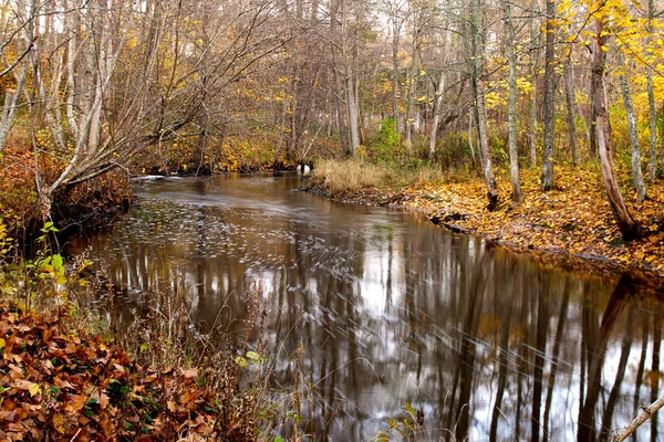 Río Del Bosque Otoño Por Noche — Foto de Stock