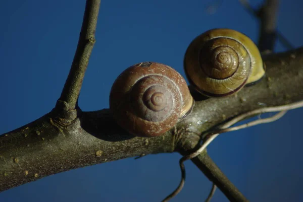 Spirála Měkkýš Mušle — Stock fotografie