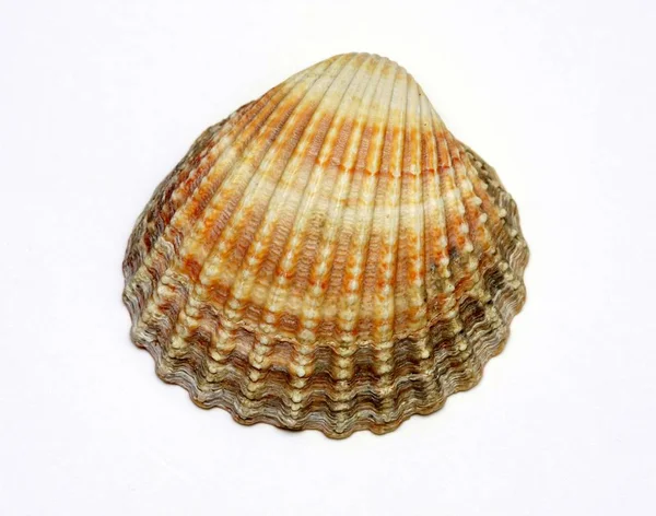 Coquille Mer Mollusque Aquatique — Photo