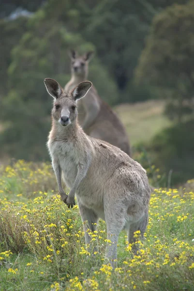 Kangaroo Djur Australiensiska Djur — Stockfoto