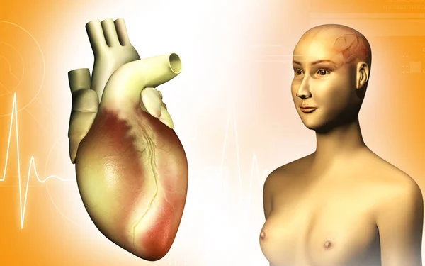 Цифровая Иллюстрация Человеческого Тела Сердца Цветном Фоне — стоковое фото