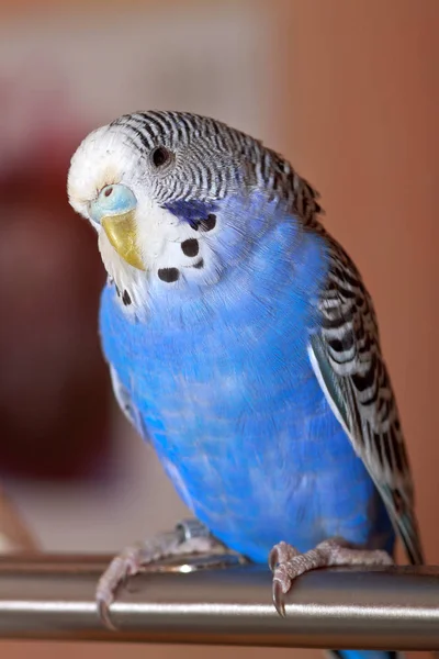 Vogel Thema Schilderachtig Schot — Stockfoto