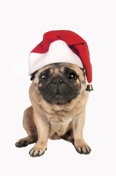 Pug Che Indossa Cappello Santa — Foto Stock