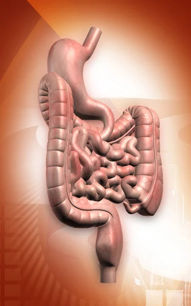 Ilustración Digital Del Sistema Digestivo Humano Fondo Color —  Fotos de Stock