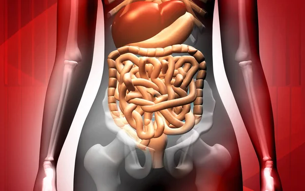 Ilustración Digital Del Cuerpo Humano Con Sistema Digestivo Fondo Color — Foto de Stock