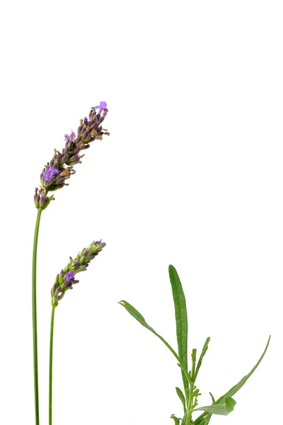 Lavender Flowers Leaves Isolated — Stock Photo, Image