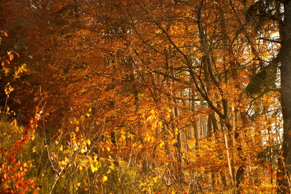Warm Autumn Mood Forest — Stock Photo, Image
