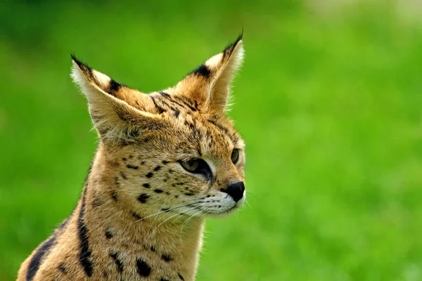 Serval Chat Sauvage Pois — Photo