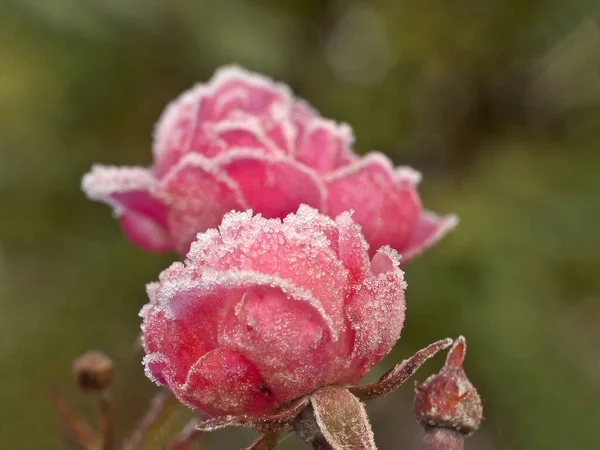 Frost Auf Rosa Rosenblättern — Stockfoto