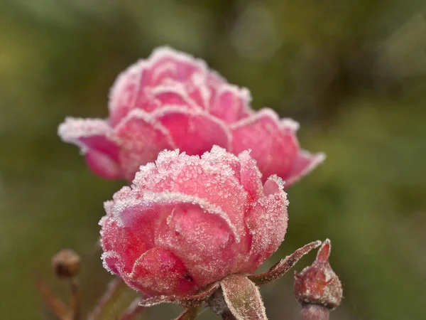 Geada Pétalas Rosas — Fotografia de Stock