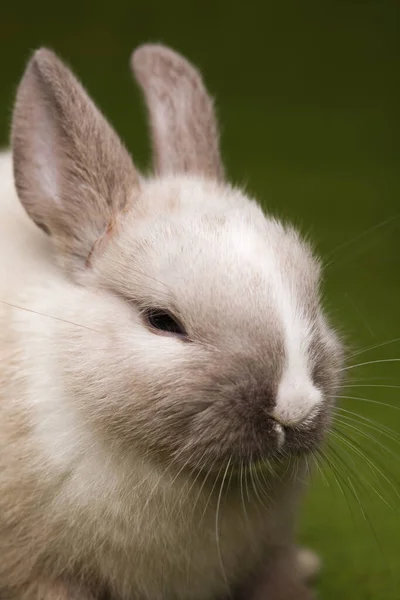 Urlaub Farbenfrohes Konzept Des Fröhlichen Ostergrußes — Stockfoto