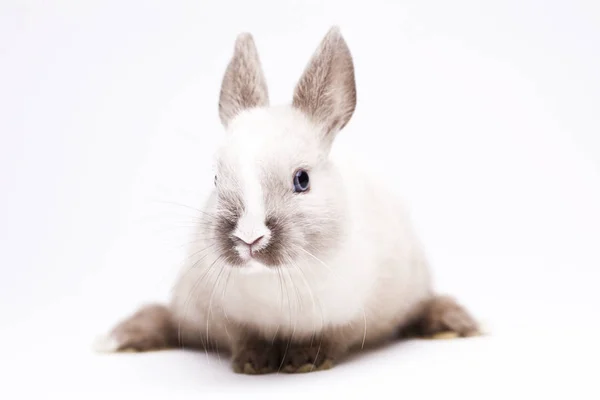 Cute Bunny Closeup Shot — Stock Photo, Image