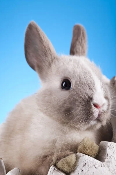 Conejo Blanco Sobre Fondo Azul — Foto de Stock