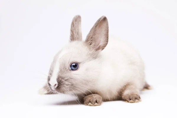 Білий Кролик Сірому Фоні — стокове фото