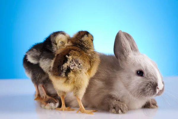 Urlaub Farbenfrohes Konzept Des Fröhlichen Ostergrußes — Stockfoto