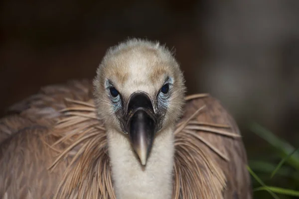 Gyps Fulvus Las Merindades Burgos Španělsko — Stock fotografie