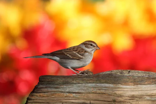 Passerina Scheggiatura Spizella Passerina Ceppo Autunno Con Colori — Foto Stock