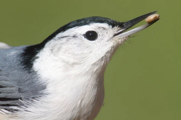 Primer Plano Nuthatch Pecho Blanco Sitta Carolinensis Con Fondo Verde — Foto de Stock