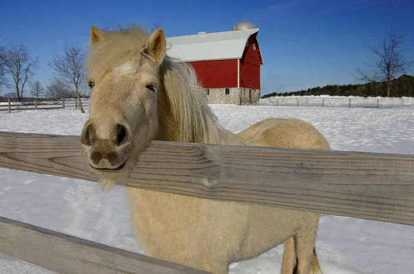 A white pony peers over the fence from a snowy barnyard.