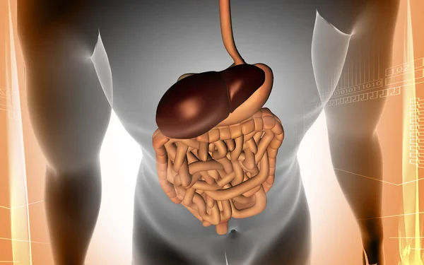 Ilustración Digital Del Cuerpo Humano Con Sistema Digestivo Fondo Color — Foto de Stock