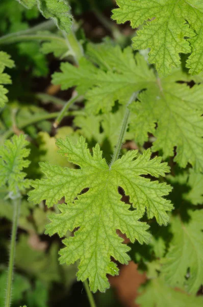 Frische Grüne Blätter Einer Pflanze — Stockfoto