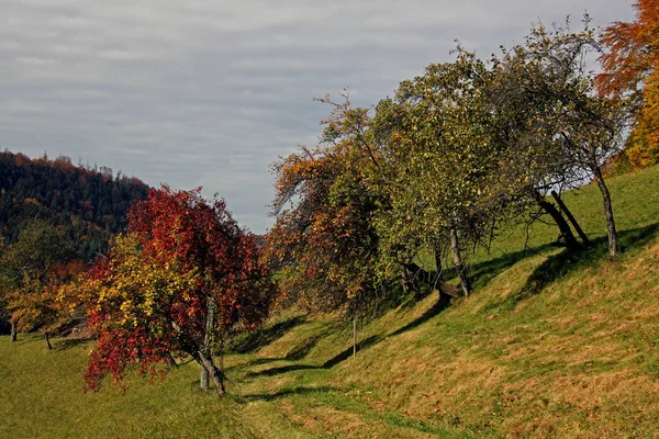 Follaje Otoño Hojas Temporada Otoño — Foto de Stock