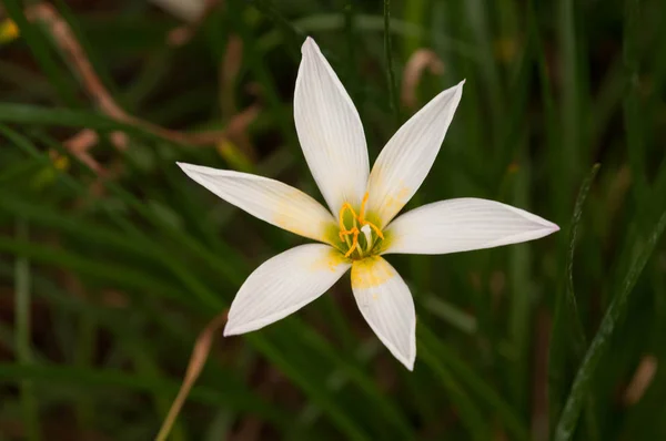White Rain Lily Flower Sunny Spring Day — Stock Photo, Image