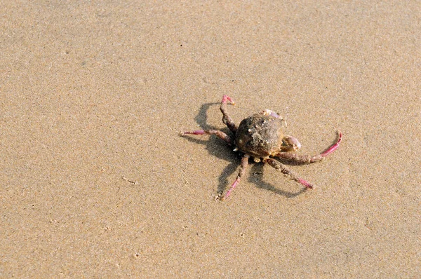 Eine Verletzte Krabbe Einem Lokalen Strand — Stockfoto