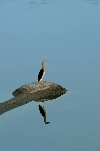 Uma Garça Lagoa Indiana Juvenil Esperando Uma Lagoa Local — Fotografia de Stock