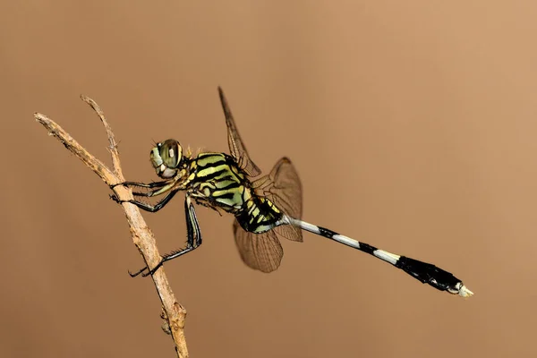 Eine Schöne Grüne Habicht Libelle Die Auf Einem Ast Hockt — Stockfoto