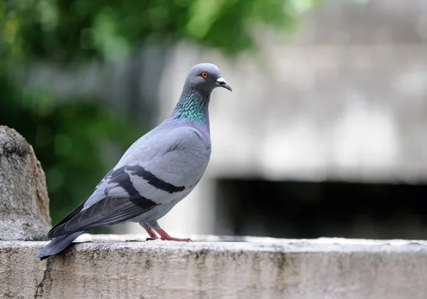 Pombo Cauteloso Sentado Uma Parede Concreto — Fotografia de Stock