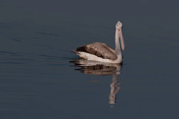 Spot Pelicanos Faturados Olhando Ativo Início Manhã — Fotografia de Stock