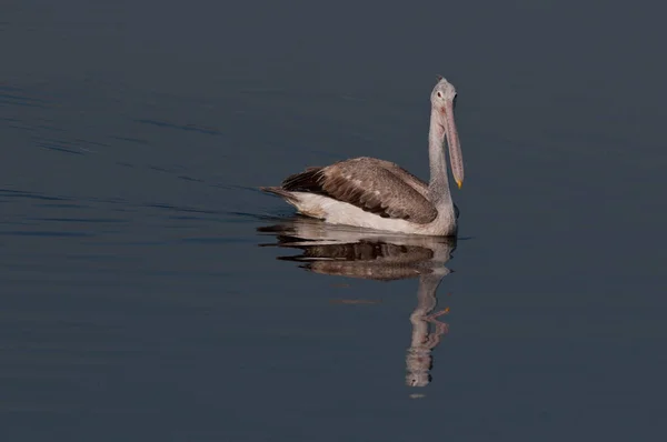 Pélicans Facturation Ponctuelle Recherche Active Tôt Matin — Photo