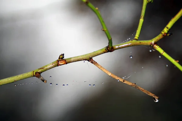 Water Drop Chain — Stock Photo, Image