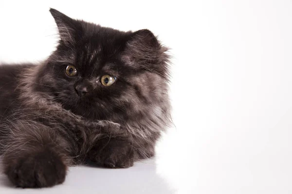 Gato Animal Pequeño Peludo Con Cuatro Patas Cola — Foto de Stock