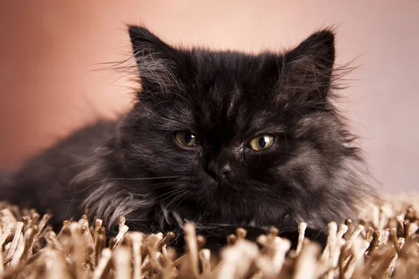 Katt Kattunge Husdjur Däggdjur Morrhår Kisse — Stockfoto