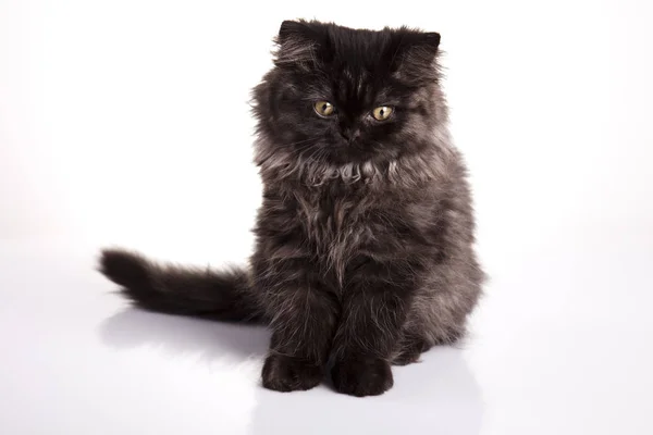 Kedi Dört Bacaklı Kuyruklu Küçük Tüylü Hayvan — Stok fotoğraf